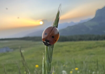 Le coin des coccinelles