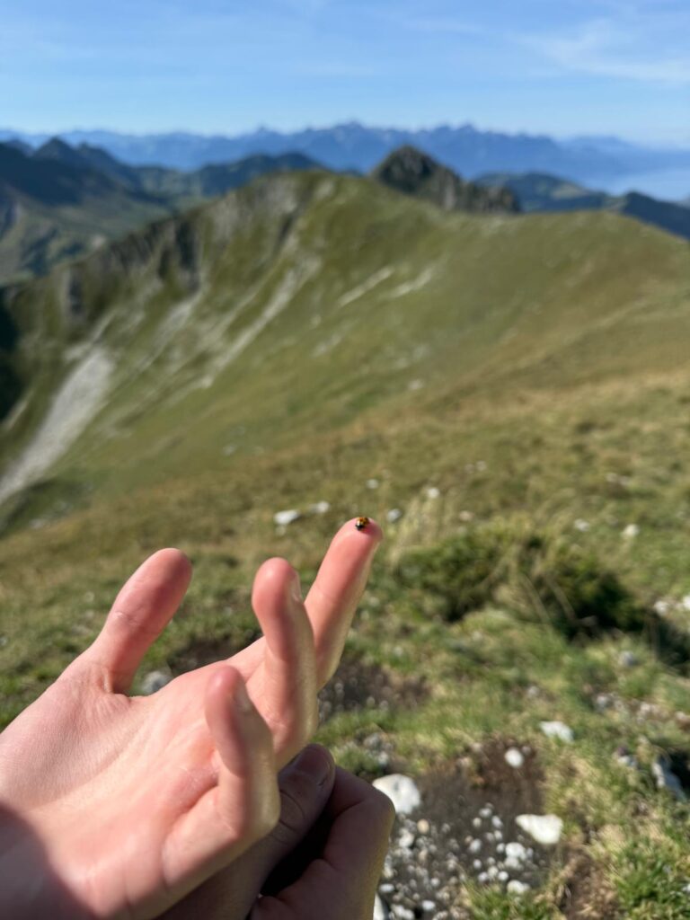 20250906_1035_SommetduMoléson