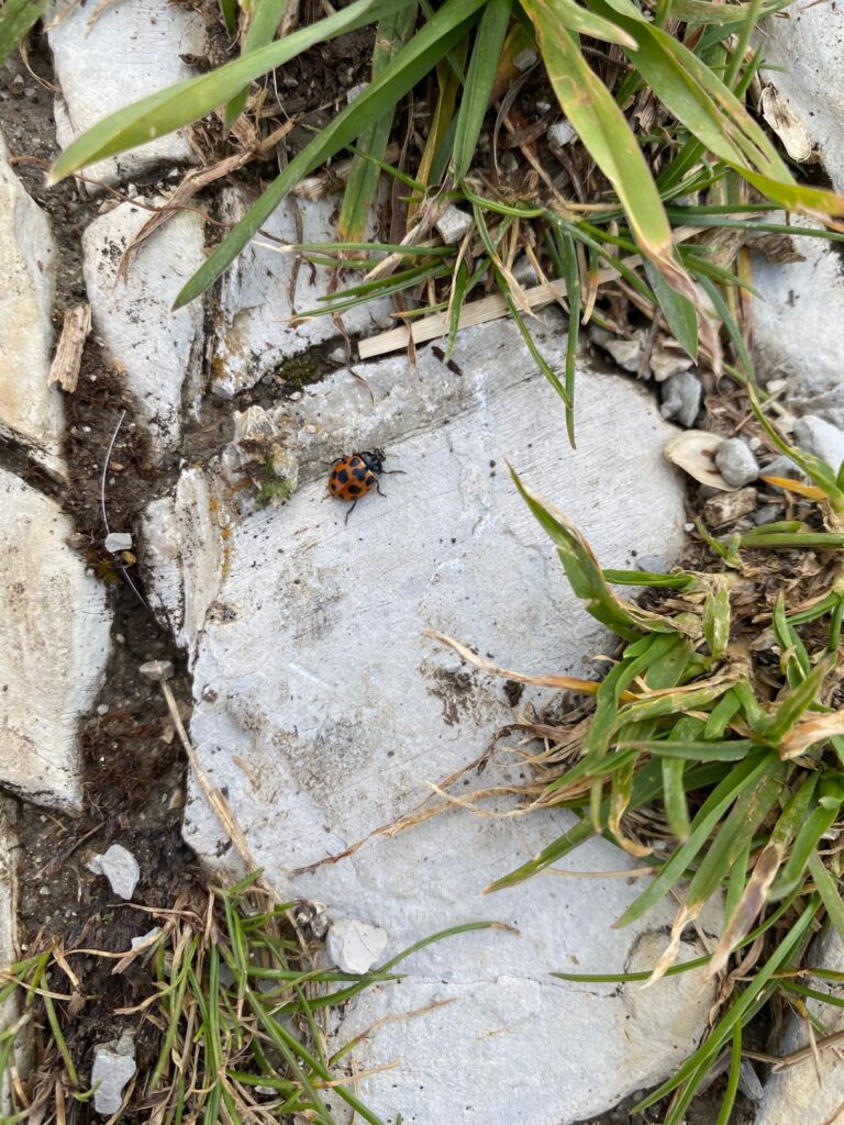 20250906_1038_SommetduMoléson