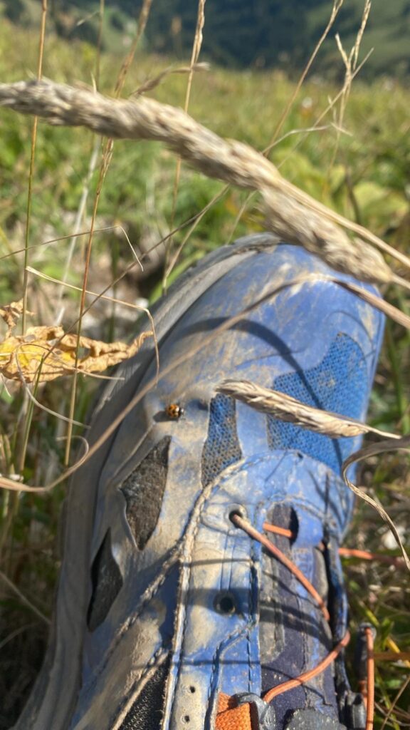 20250906_1057_SommetduMoléson