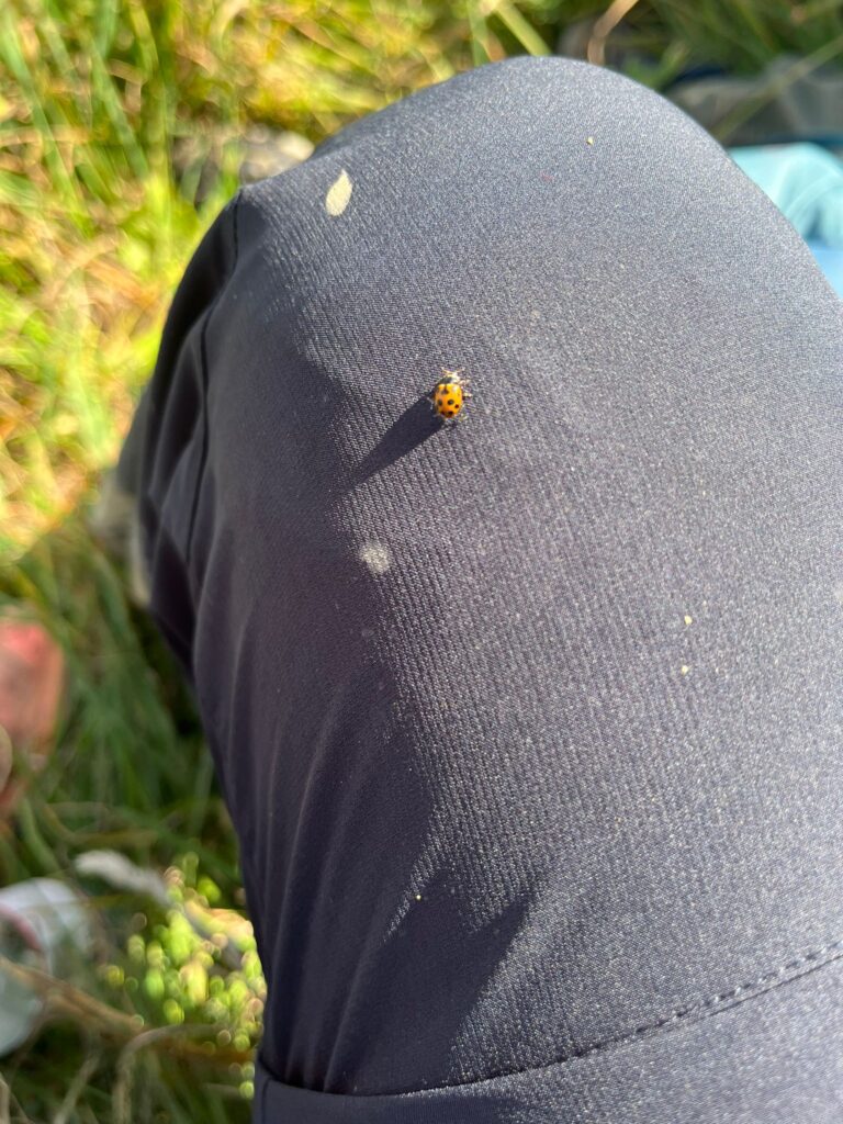 20250906_1063_SommetduMoléson