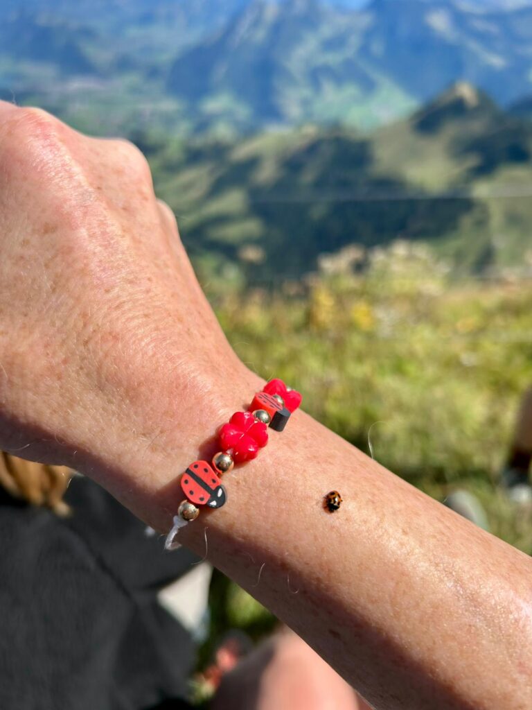 20250906_1076_SommetduMoleson