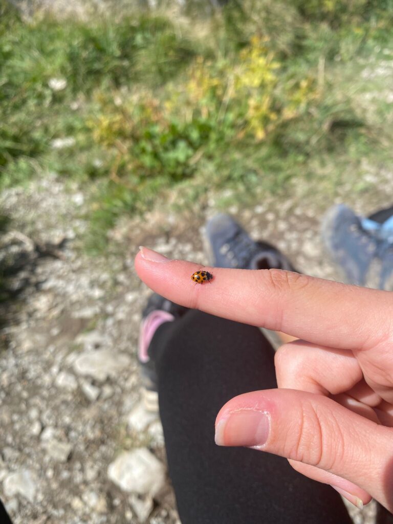 20250906_1082_SommetduMoleson