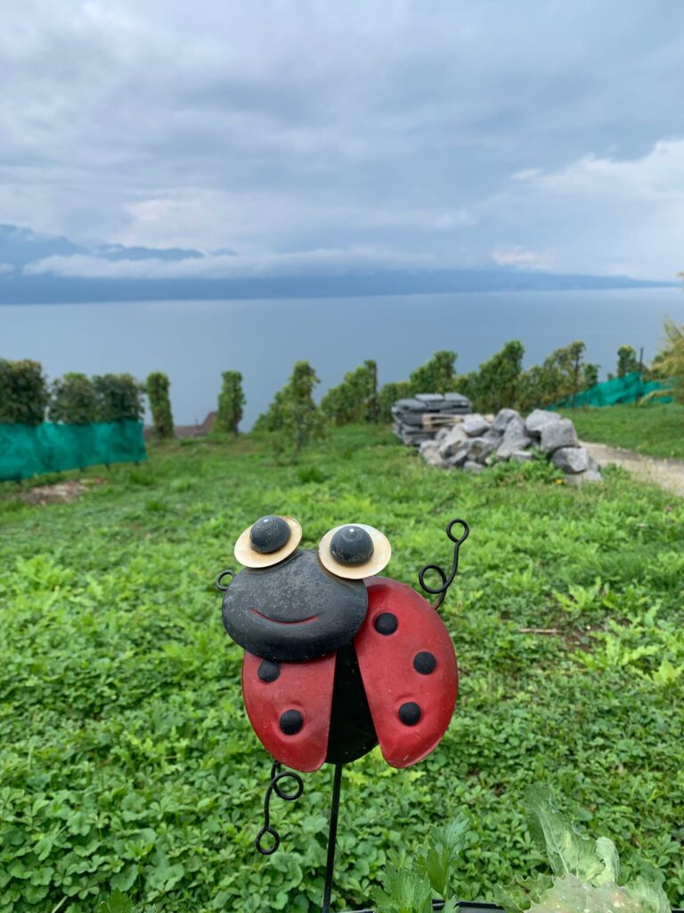 20250908_1206_AranVillette