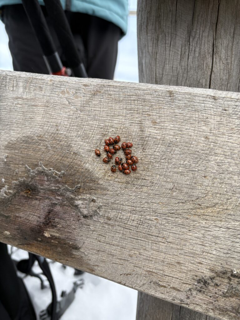 20251129_21_LeNiremont