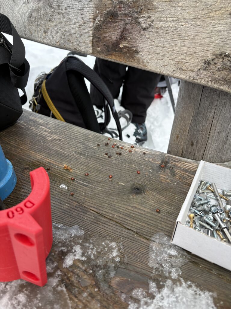 20251129_22_LeNiremont