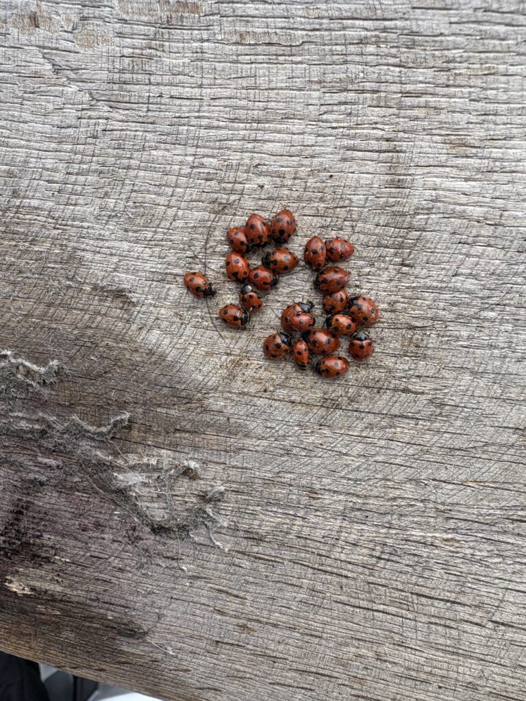 20251129_23_LeNiremont